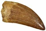 Serrated, Carcharodontosaurus Tooth - Huge Dinosaur Tooth #270452-1